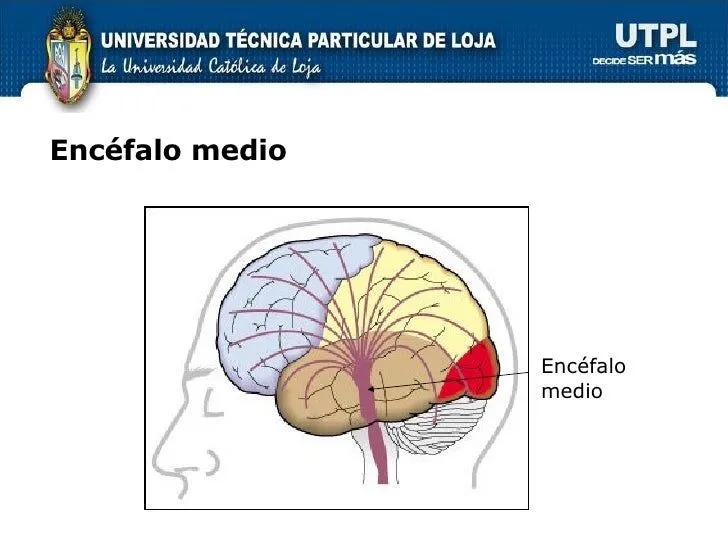 bases-biolgicas-ii-bimestre-34 ...