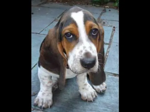 basset hound - YouTube