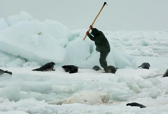 Basta a la Matanza de focas! - Taringa!