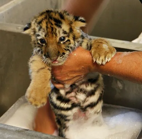 Bath Time for Tiny Tiger! - ZooBorns