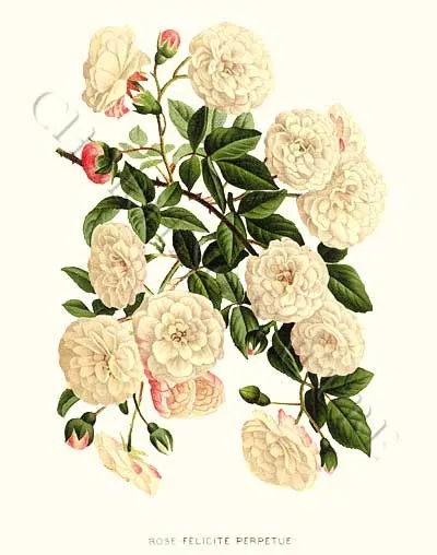 Baú de Figuras: Imagens de flores, rosas para decoupage