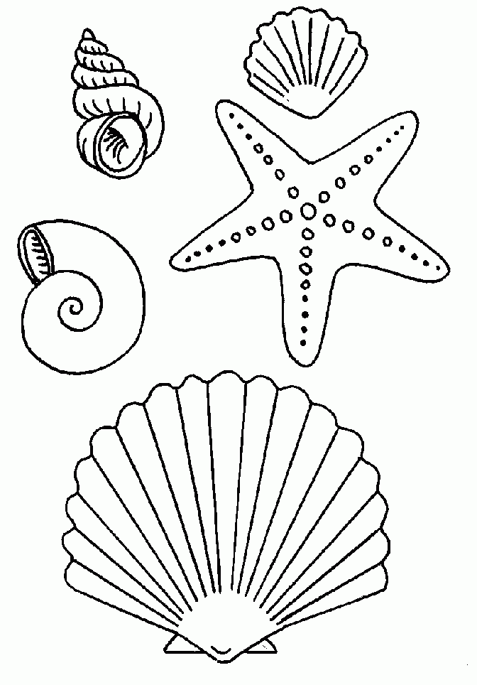 Baú da Web: Desenhos de conchas do mar para colorir