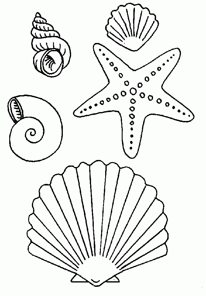 Baú da Web: Desenhos de conchas do mar para colorir Baú da Web: Desenhos de conchas do mar para colorir