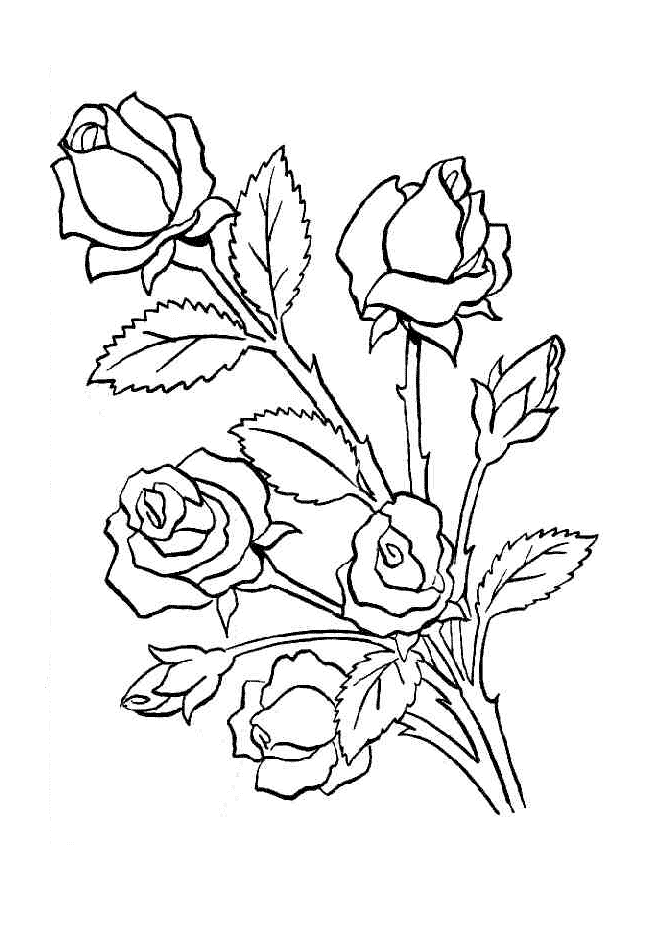Baú da Web: Desenhos de Rosas para colorir
