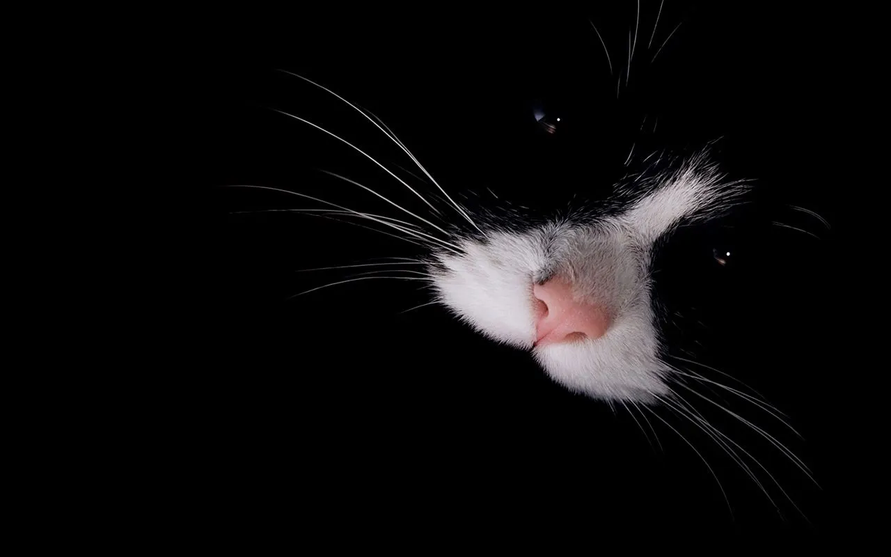 El baul de leles ?: fondos de escritorio gatitos El baul de leles ?: fondos de escritorio gatitos