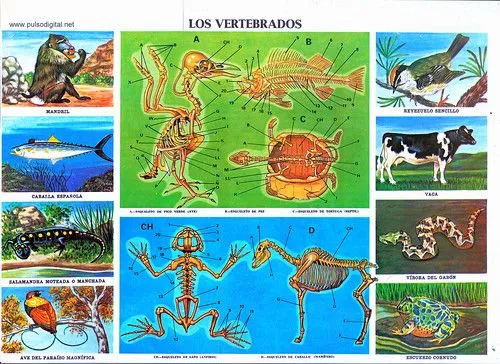 Baúl Manualidades: LOS SERES VIVOS CUARTO AÑO ESCOLAR