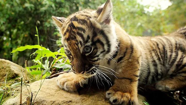 Bautizo público' de tres cachorros de tigre de Sumatra en un zoo ... Bautizo público' de tres cachorros de tigre de Sumatra en un zoo ...