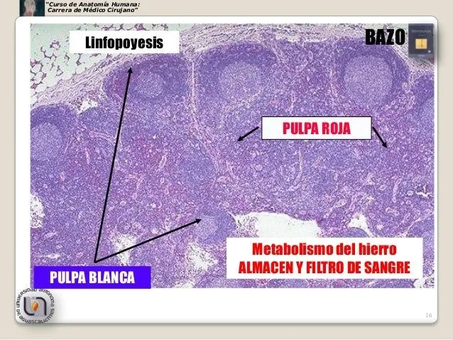 bazo-16-638.jpg?cb=1355894320