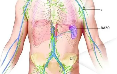 El bazo es un órgano vital en el cuepo humano - EANTA El bazo es un órgano vital en el cuepo humano - EANTA