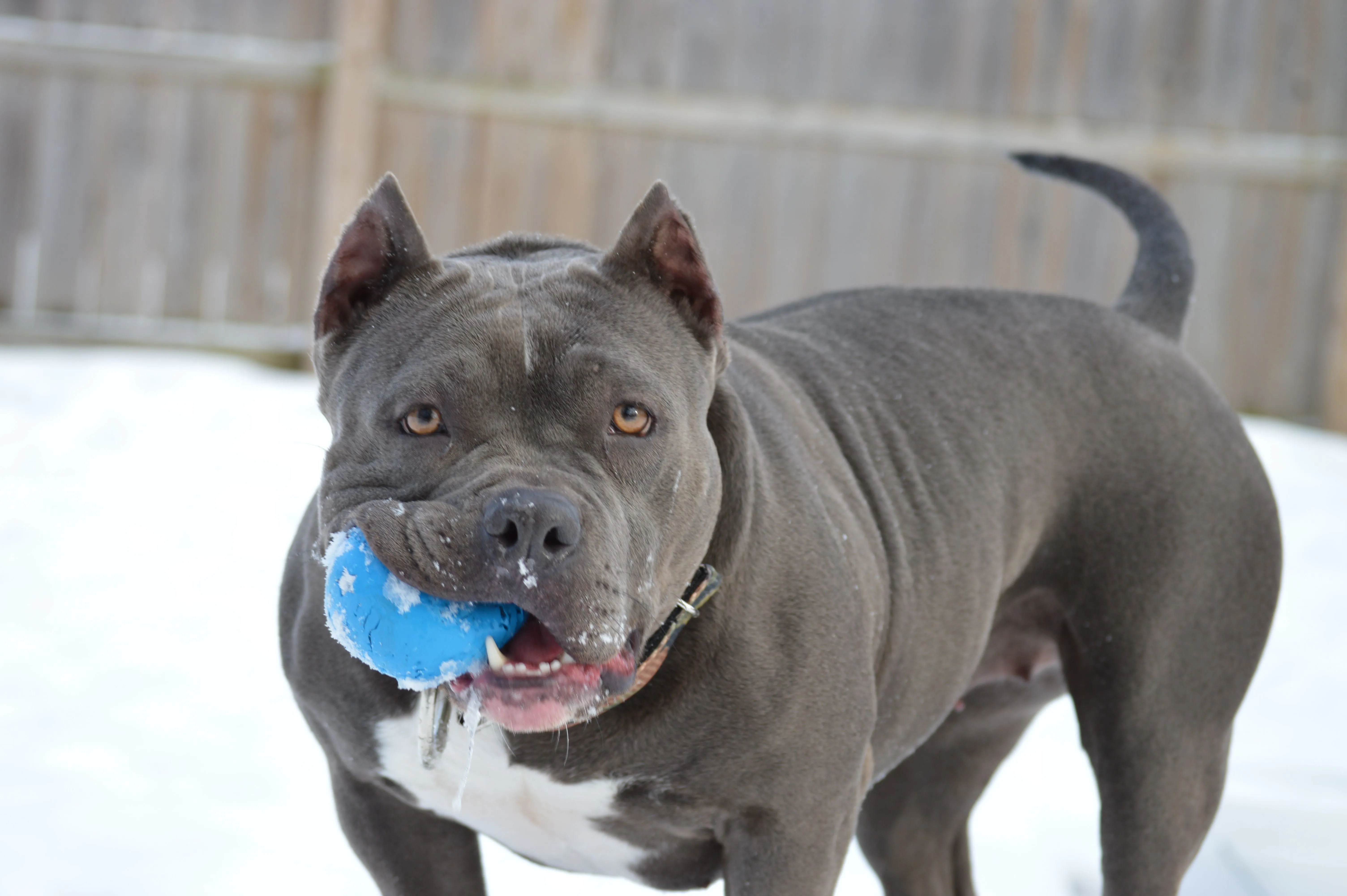 B.B the pocket pitbull | Gotti line pitbull | Razors edge pitbull B.B the pocket pitbull | Gotti line pitbull | Razors edge pitbull