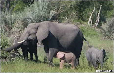 BBC Brasil - Notícias - Cinegrafista descobre raro elefante rosa ...