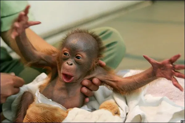 Emocionante paseo de orangutanes huérfanos - Taringa!