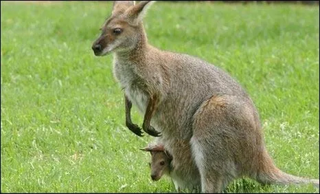 BBC Mundo - Ciencia y Tecnología - ¿Por qué el canguro tiene ...