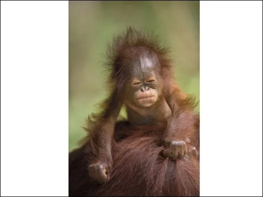 BBC Mundo - Ciencia y Tecnología - Orangutanes, peces y serpientes ...