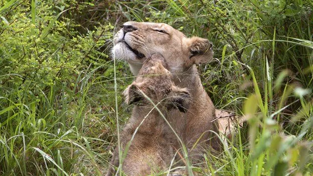 BBC Mundo - Noticias - Por qué algunos animales matan a sus crías