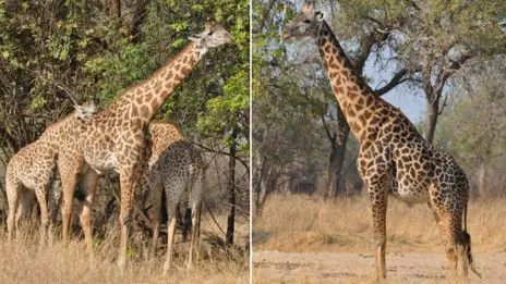 BBC Mundo - Noticias - Manchas más oscuras, jirafas más viejas BBC Mundo - Noticias - Manchas más oscuras, jirafas más viejas
