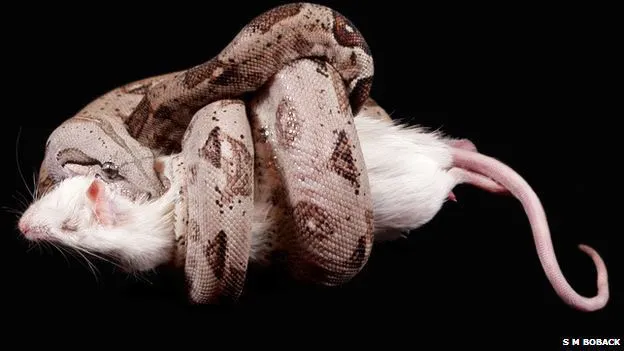 BBC Mundo - Noticias - La precisa manera como mata la boa constrictora