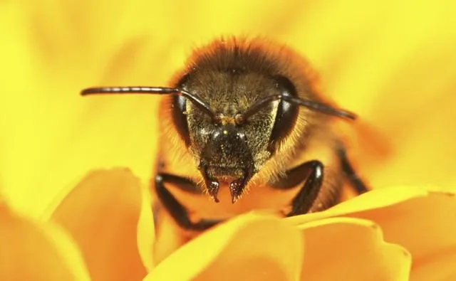 BBC Nature - European honey bee videos, news and facts BBC Nature - European honey bee videos, news and facts