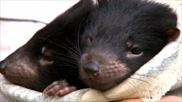 BBC News - Baby Tasmanian devils face the public for first time