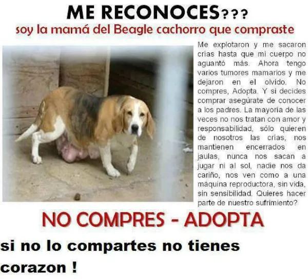 Los beagle perros hermosos