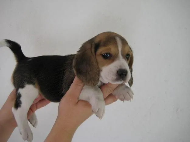 Beagles