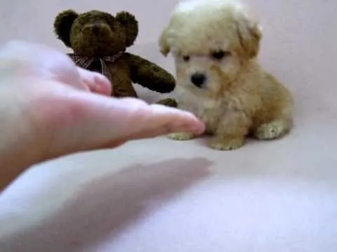 Beary : poodle tiny toy male off white color - YouTube Beary : poodle tiny toy male off white color - YouTube