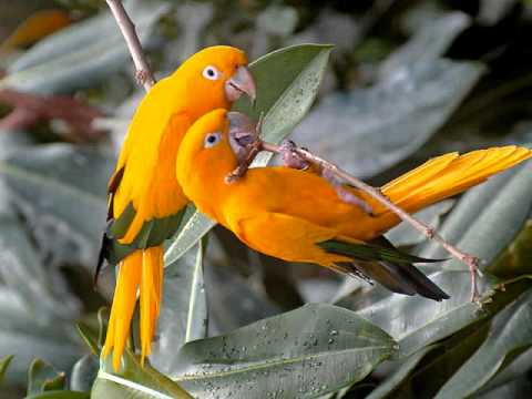 BEAUTIFUL BIRDS'',AVES EXOTICAS,MUSICA CLASICA, INSTRUMENTAL,FOTO ... BEAUTIFUL BIRDS'',AVES EXOTICAS,MUSICA CLASICA, INSTRUMENTAL,FOTO ...