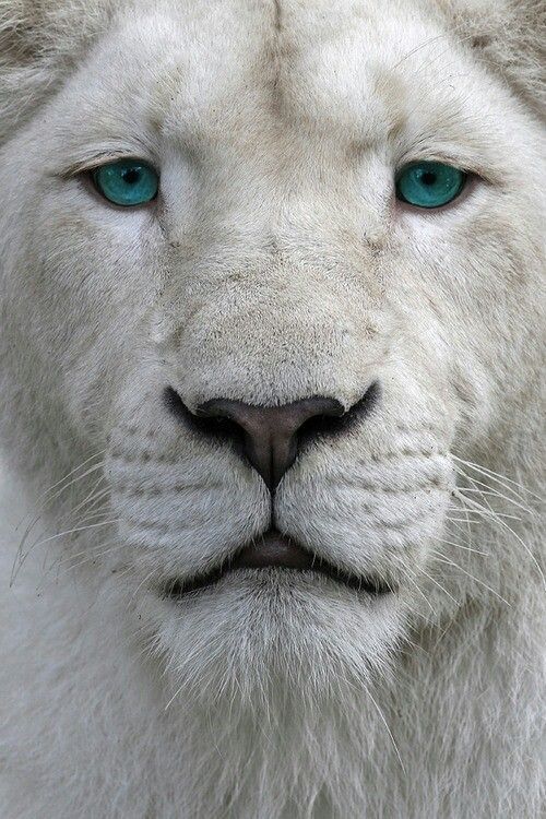 Beautiful eyes! click on http://www.amazon.com/gp/product ... Beautiful eyes! click on http://www.amazon.com/gp/product ...