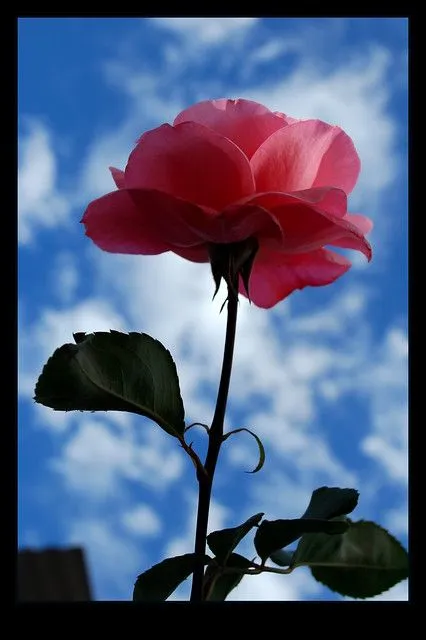 BEAUTIFUL FLOWER.......... "ROSE" | Flickr - Photo Sharing! BEAUTIFUL FLOWER.......... "ROSE" | Flickr - Photo Sharing!