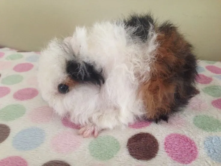 Beautiful new Texel arrived at Popcorn Cavies last wheek! ~ via ...