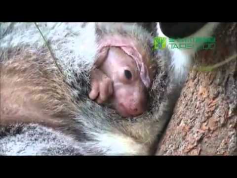 BEBÊ COALA DÁ UMA ESPIADINHA NO MUNDO AQUI FORA.flv - YouTube BEBÊ COALA DÁ UMA ESPIADINHA NO MUNDO AQUI FORA.flv - YouTube
