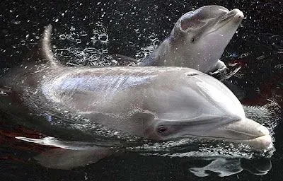 Bebé. Un delfín recién nacido juega con su madre Dolly en el ... Bebé. Un delfín recién nacido juega con su madre Dolly en el ...