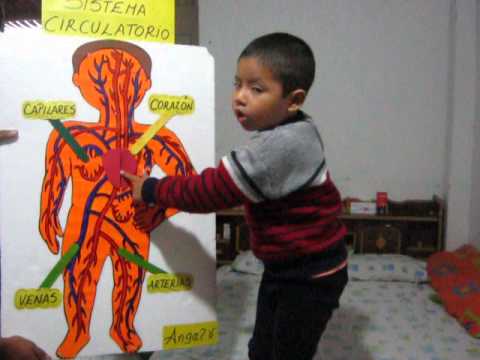 MI BEBE ENSAYANDO PARA SU EXPO DEL SISTEMA CIRCULATORIO - YouTube