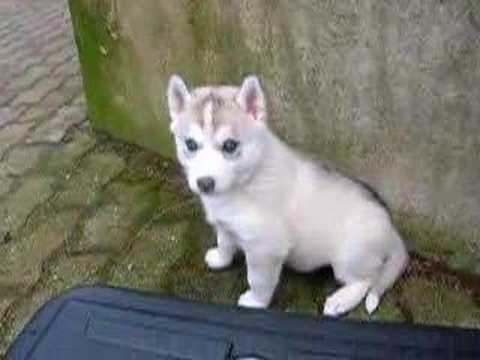 bébé husky DEHLIA - YouTube