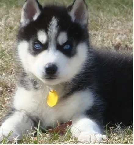 bebe de husky siberiano Car Tuning - ForSearch Site