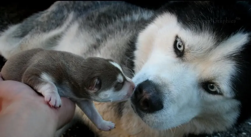 bebe de husky siberiano Car Tuning - ForSearch Site