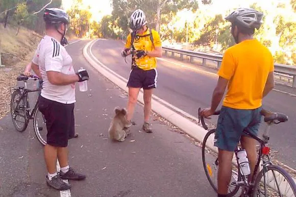 Bebé koala rescatado tras ola de calor en Australia | Cubadebate Bebé koala rescatado tras ola de calor en Australia | Cubadebate