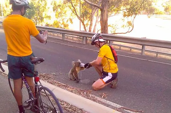 Bebé koala rescatado tras ola de calor en Australia | Cubadebate