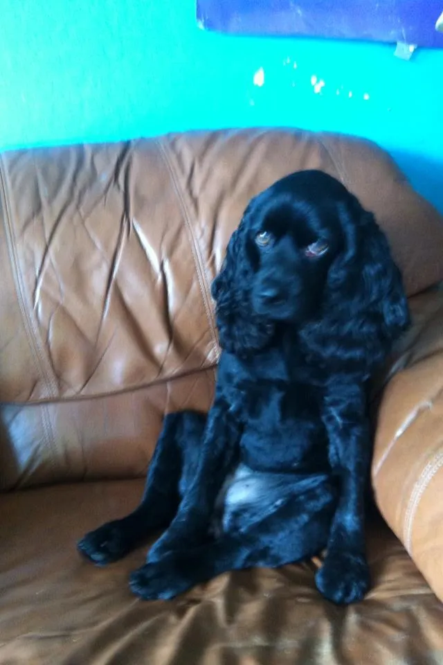 Bebe | Modern Dog magazine Bebe | Modern Dog magazine