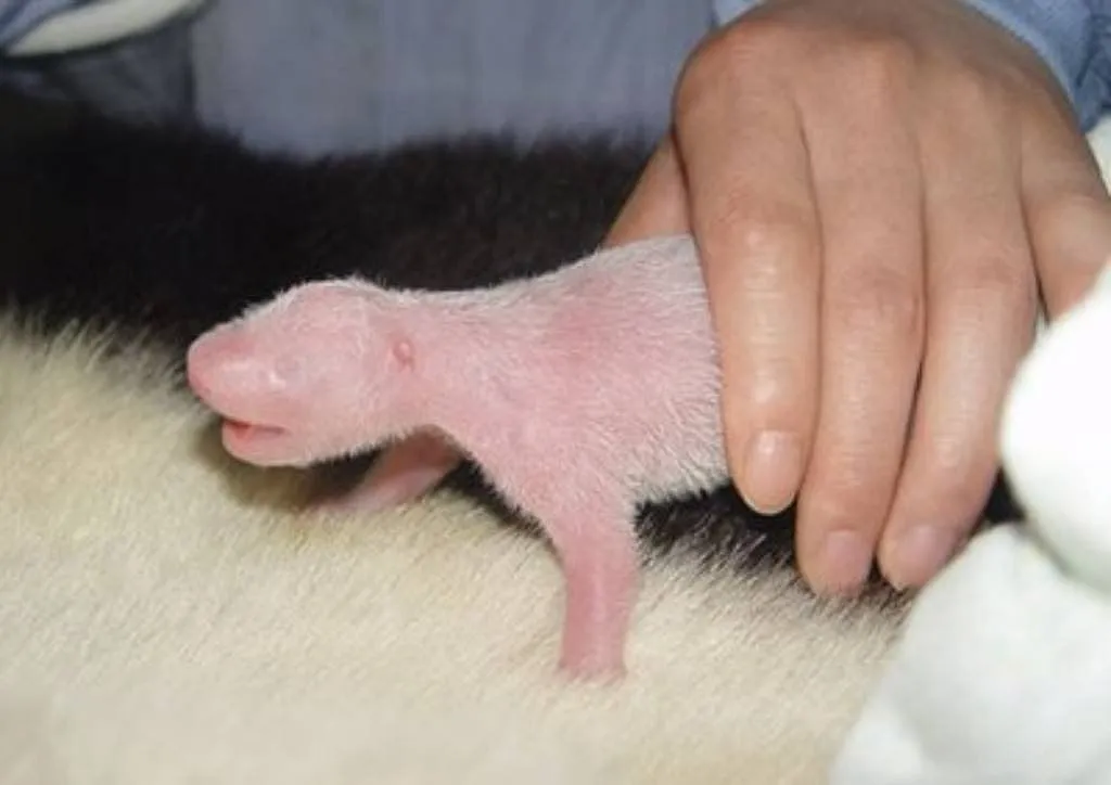 Bebé de oso panda | Cuidar de tu mascota es facilisimo.