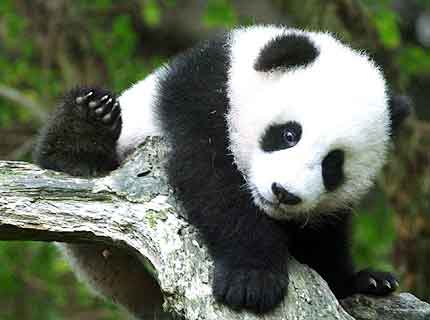 Bebe Panda