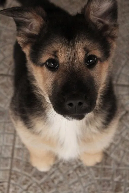 Bebe pastor aleman | perritos | Pinterest | Pastor, German ... Bebe pastor aleman | perritos | Pinterest | Pastor, German ...