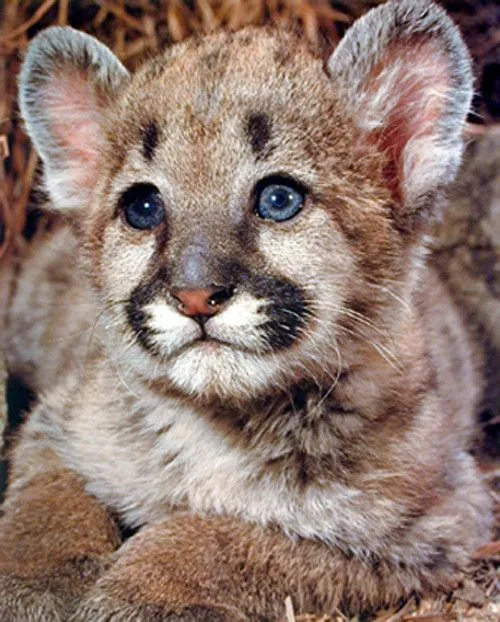 Puma bebé animal - Imagui