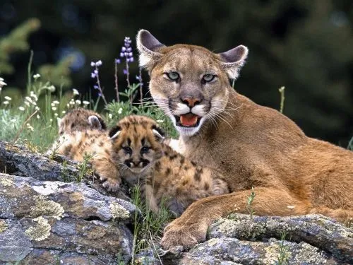 Pumas bebés - Imagui