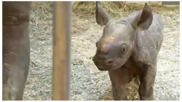Una bebé rinoceronte nace en cautiverio en el zoológico de ...