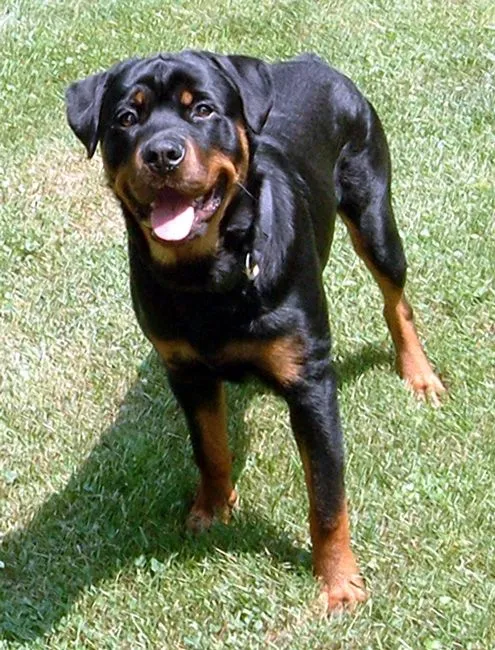 Comtú Gourmets: El Bebe y el Rottweiler