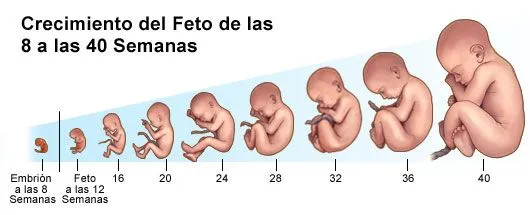 Como es un bebé a las 6 semanas - Imagui