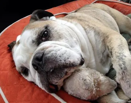 Bebe the English Bulldog | Dogs | Daily Puppy