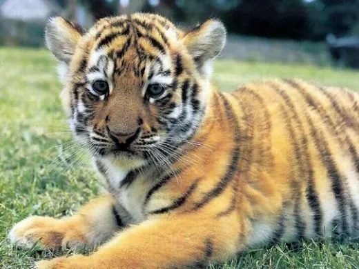 Bebé tigre - Imagui