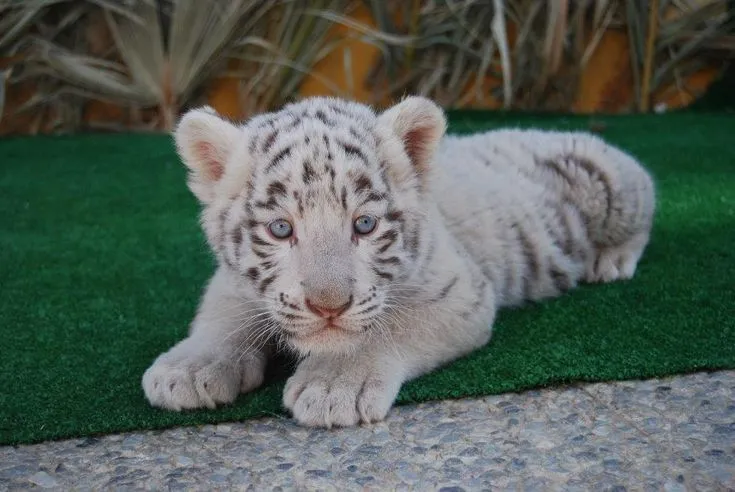 bebe de tigre blanco | coisas de ninoca | Pinterest | Bebe bebe de tigre blanco | coisas de ninoca | Pinterest | Bebe